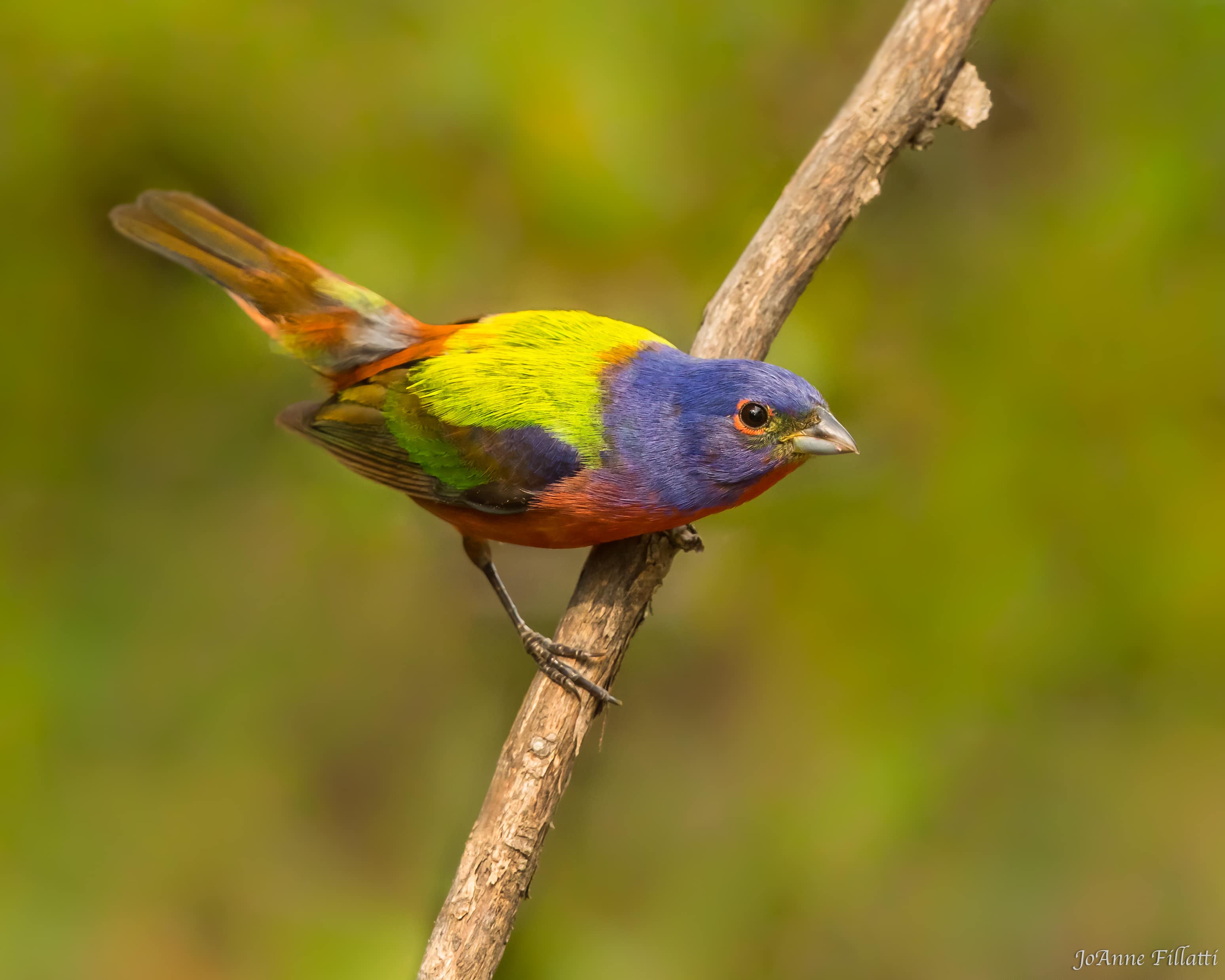 bird of texas image 16